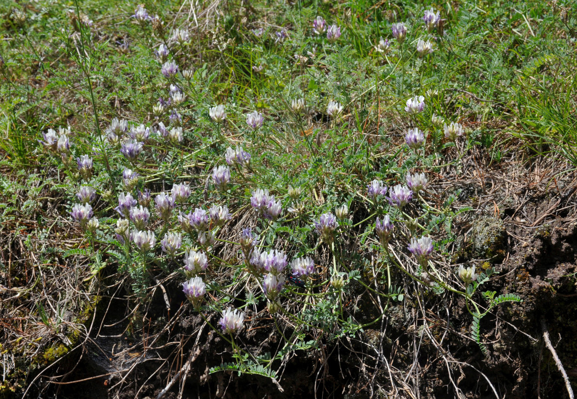 Изображение особи Astragalus captiosus.