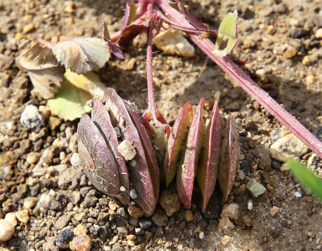 Image of Medicago orbicularis specimen.