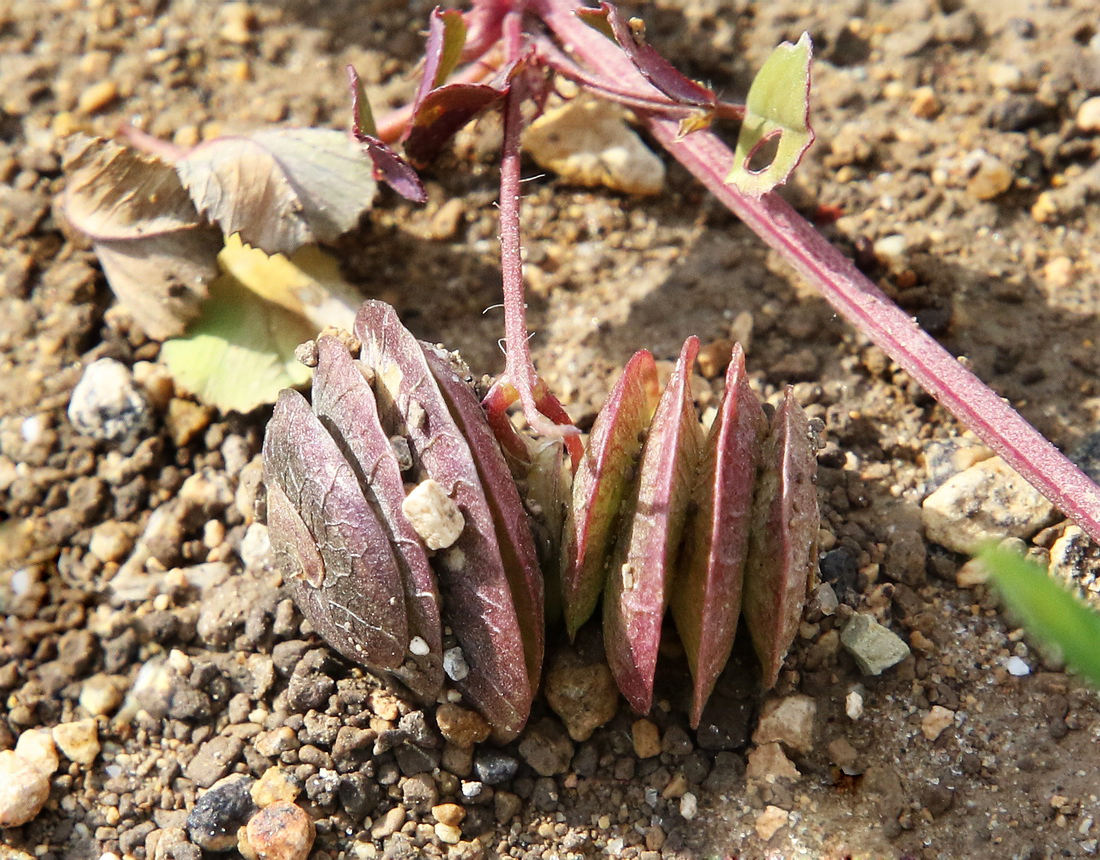 Изображение особи Medicago orbicularis.