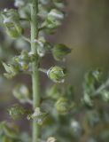 Alyssum simplex