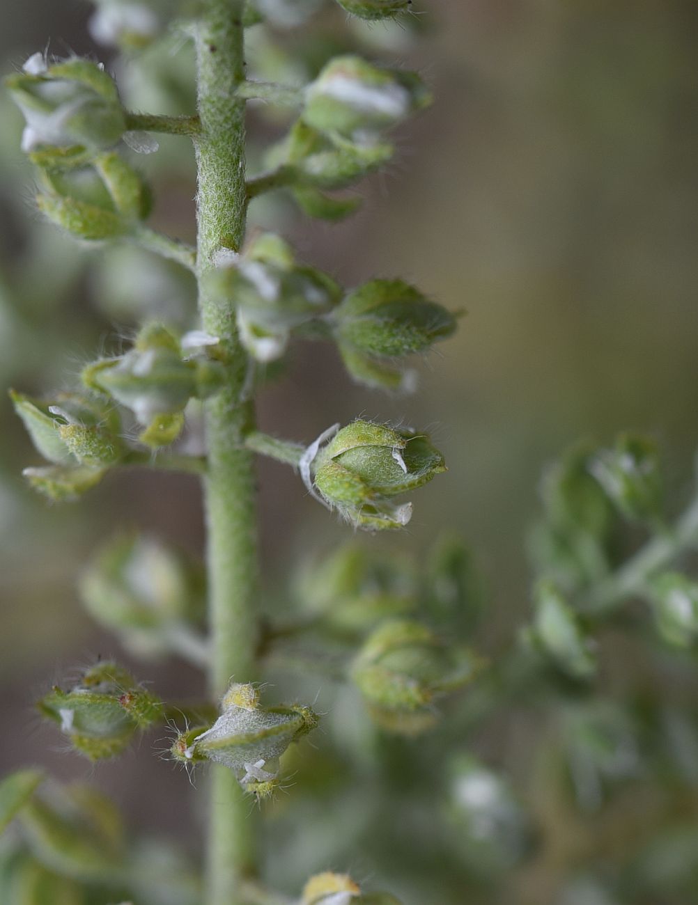 Изображение особи Alyssum simplex.