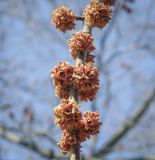 Acer saccharinum