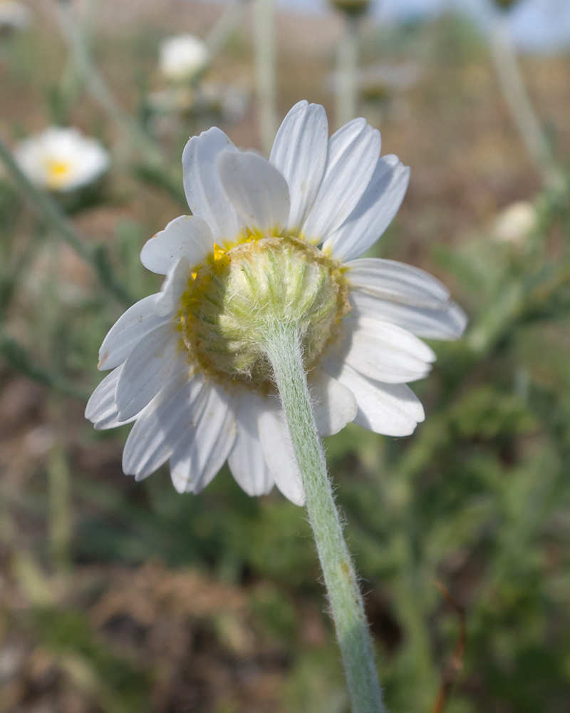 Изображение особи Anthemis ruthenica.