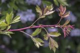 Crataegus stevenii. Верхушка побега с молодыми листьями. Крым, Бахчисарайский р-н, окр. с. Соколиное, луг на плоскогорье. 15.05.2023.