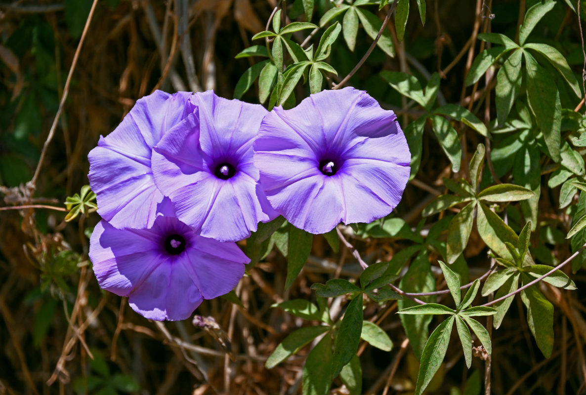Image of Ipomoea cairica specimen.