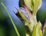 Dracocephalum argunense. Бутон. Приморский край, Уссурийский гор. округ, окр. с. Монакино, поляна в широколиственном лесу. 10.06.2023.