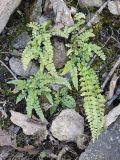 Asplenium incisum. Вегетирующие вайи растения на крутом каменистом склоне. Амурская обл., Архаринский р-н, Хинганский заповедник, кластер \"Хинганское\", басс. р. Эракта, широколиственный лес. 09.05.2022.