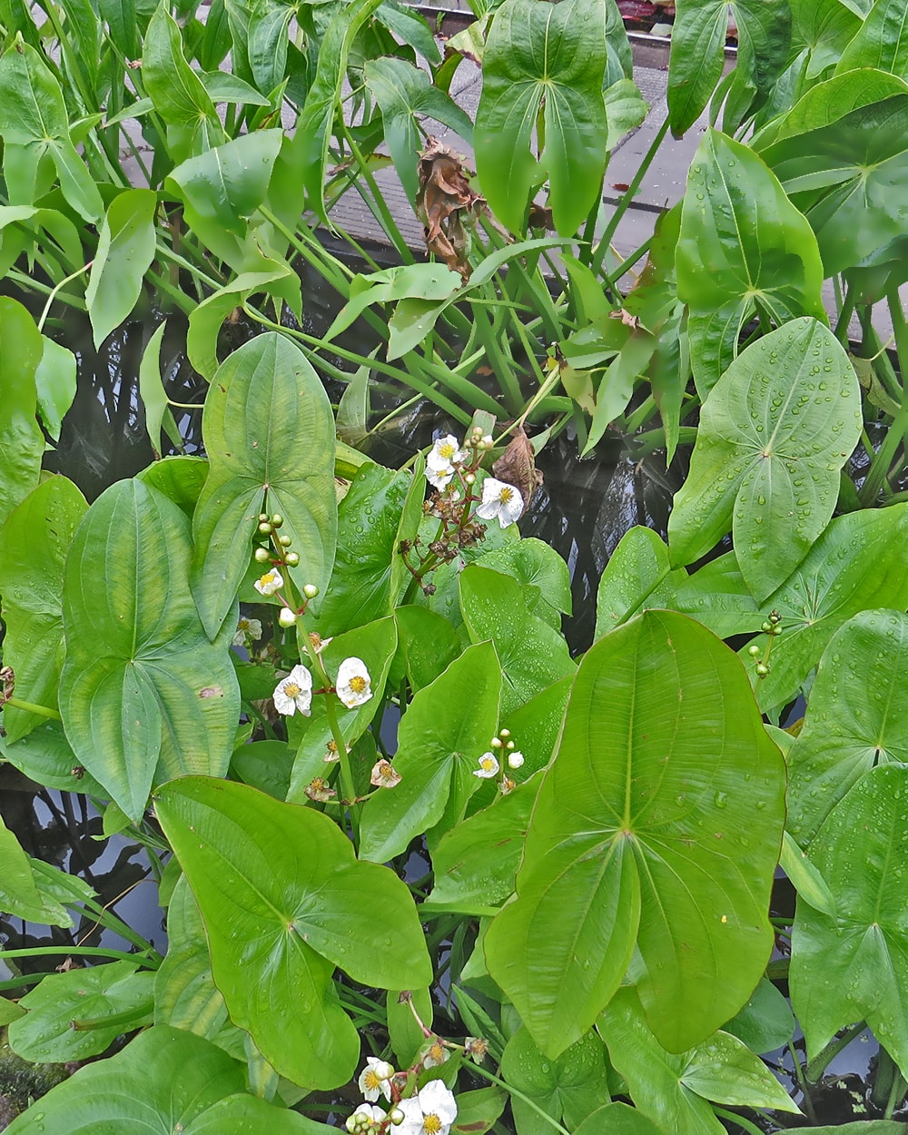 Image of Sagittaria latifolia specimen.