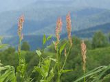 Rumex tuberosus