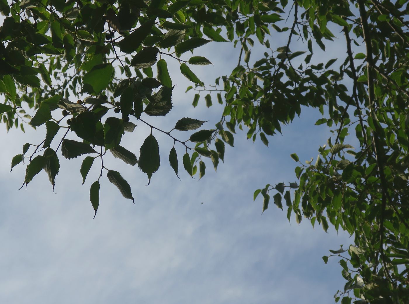 Image of Celtis australis specimen.