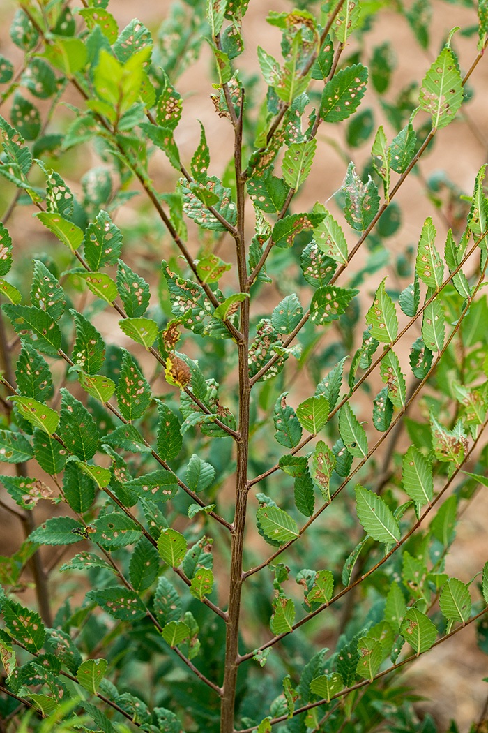 Image of Ulmus pumila specimen.