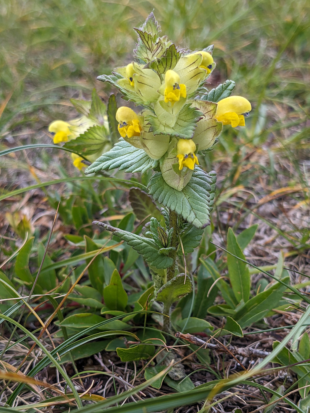 Изображение особи род Rhinanthus.