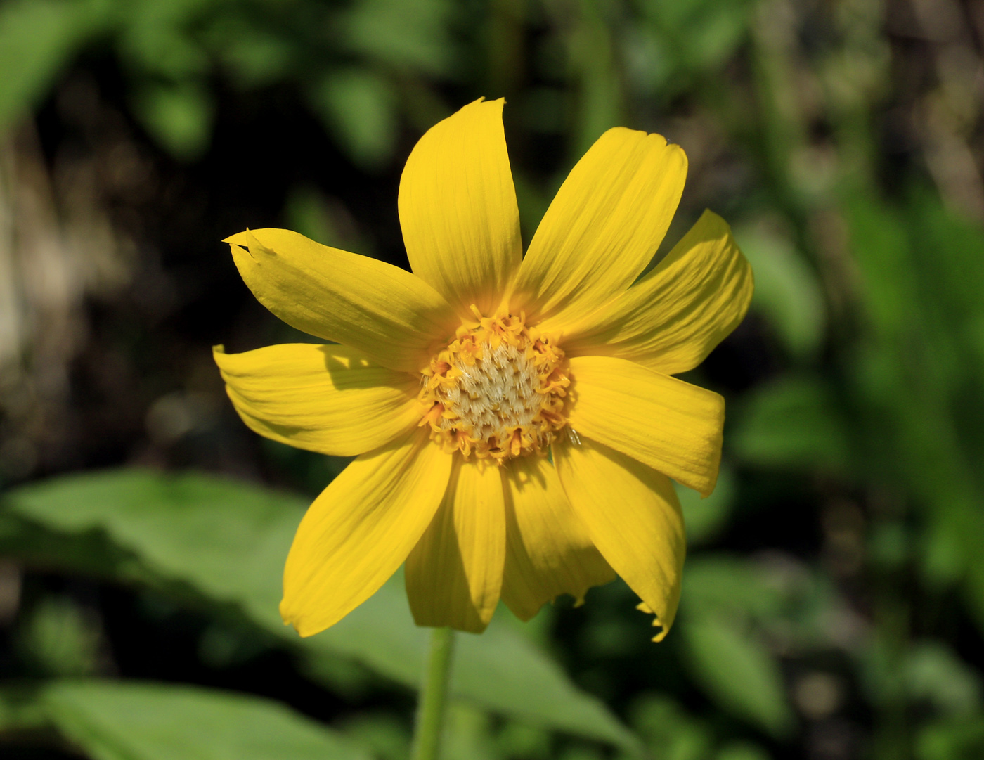 Image of Arnica iljinii specimen.