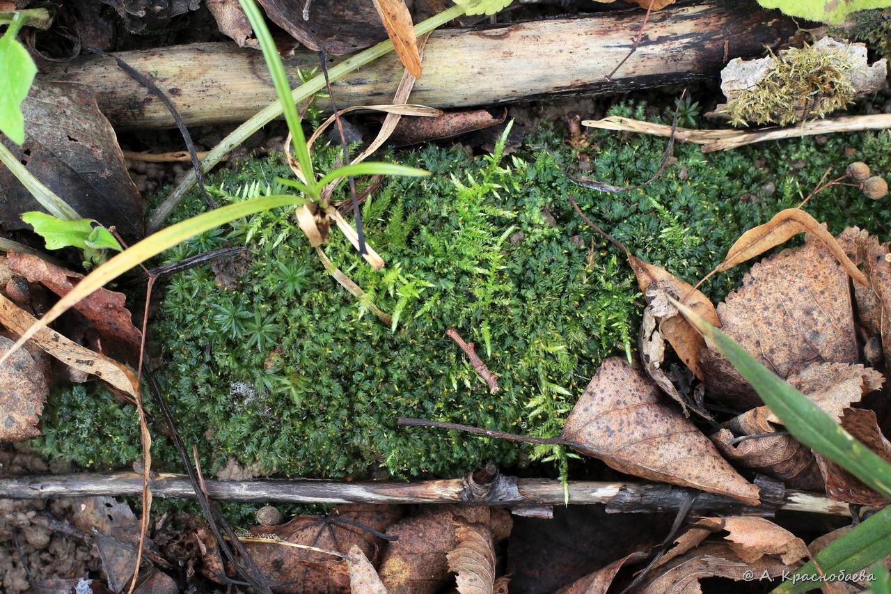 Image of Fissidens taxifolius specimen.