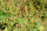 Atriplex prostrata