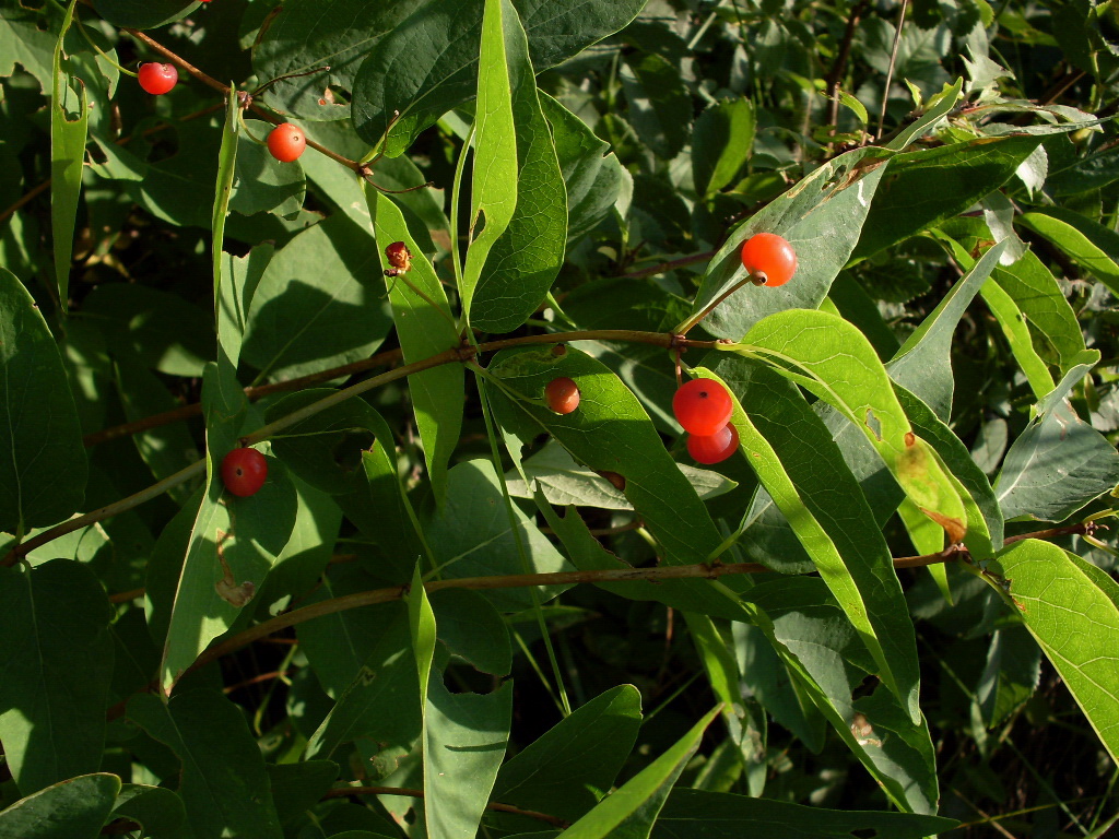 Image of Lonicera tatarica specimen.