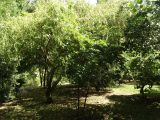 genus Acer