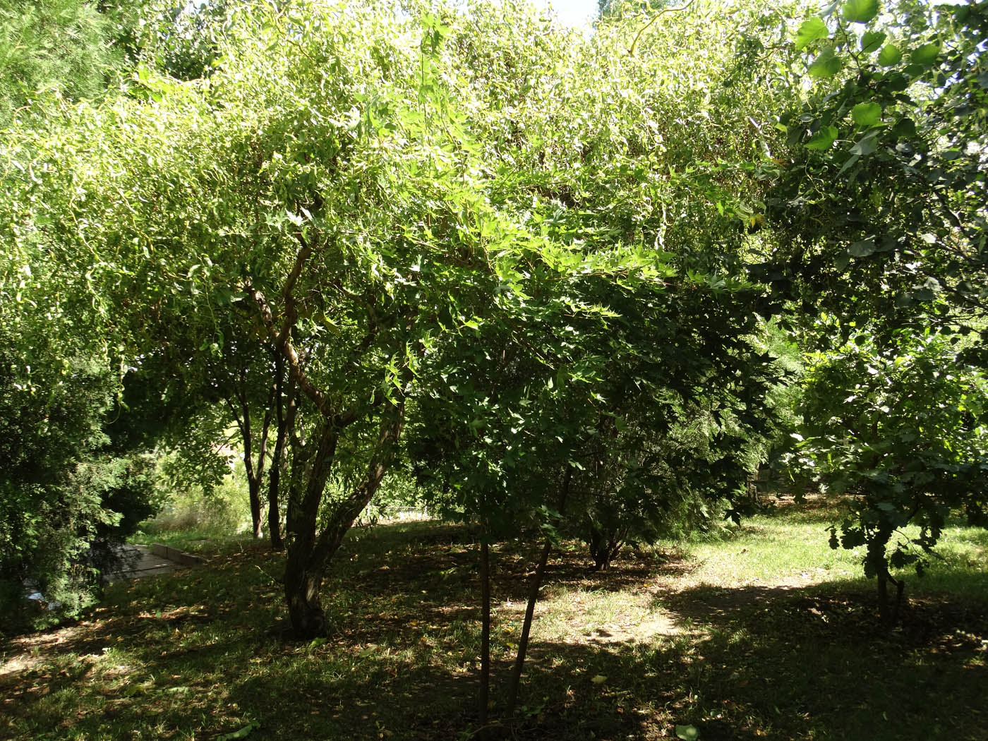 Image of genus Acer specimen.