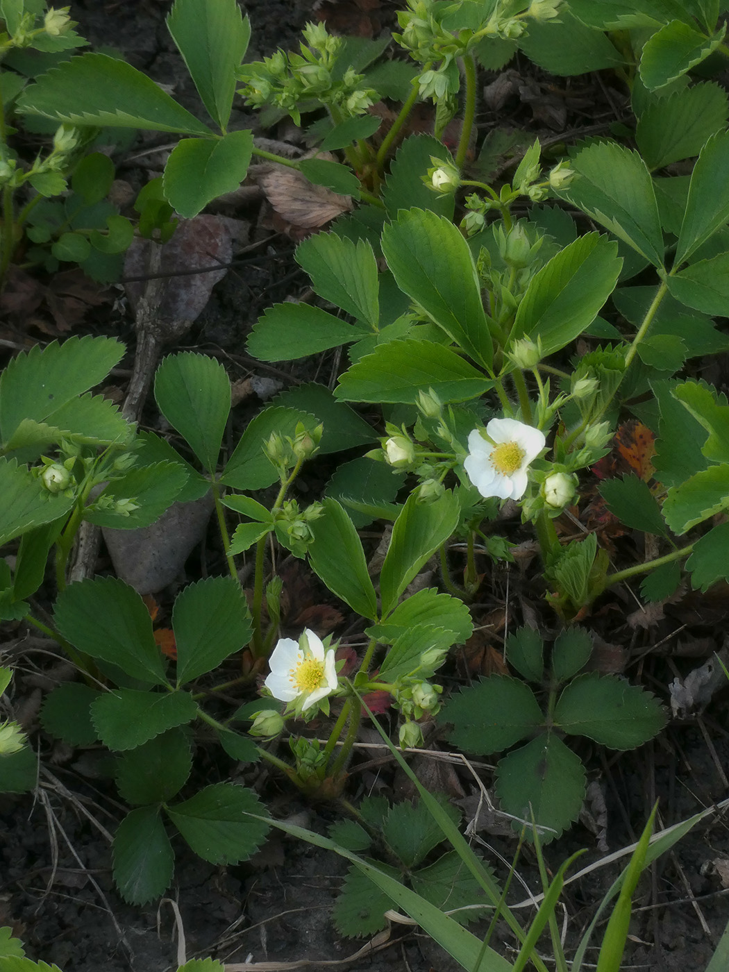 Изображение особи Fragaria &times; ananassa.