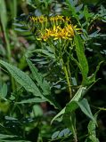 Senecio cannabifolius