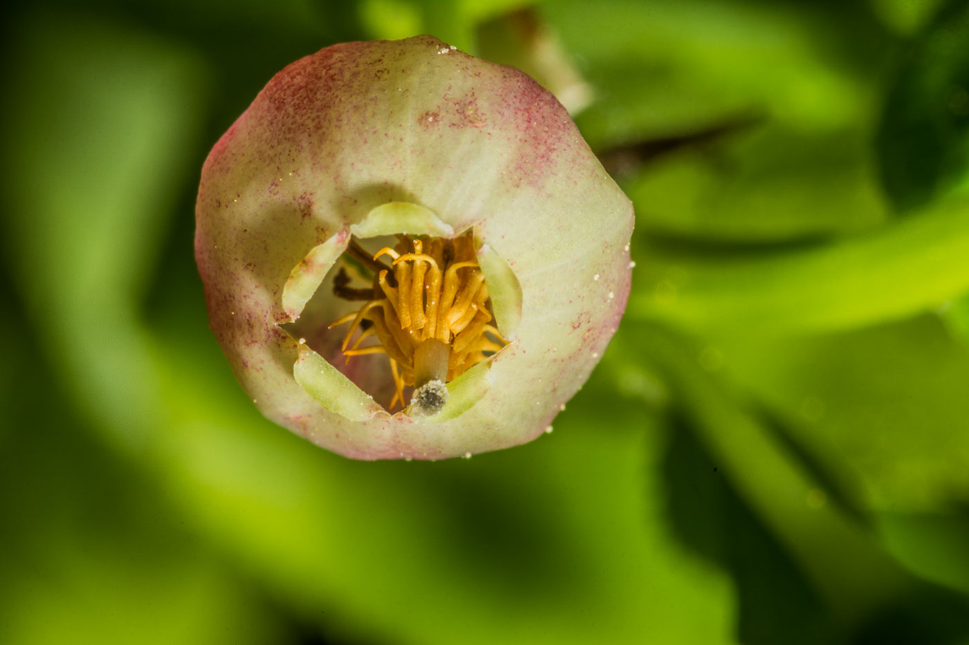 Image of Vaccinium myrtillus specimen.
