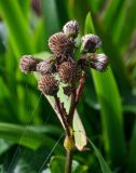 Ligularia hodgsonii