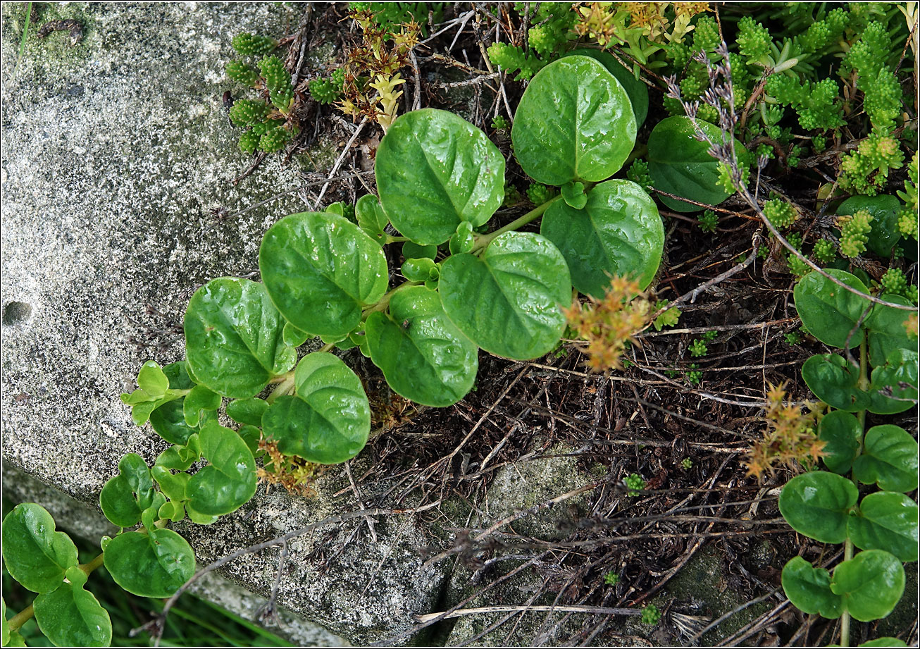 Изображение особи Lysimachia nummularia.