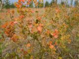 Euphorbia uralensis