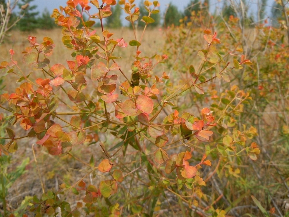 Изображение особи Euphorbia uralensis.