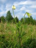 Viola arvensis. Верхушка цветущего растения. Томск, на залежи. 11.06.2012.