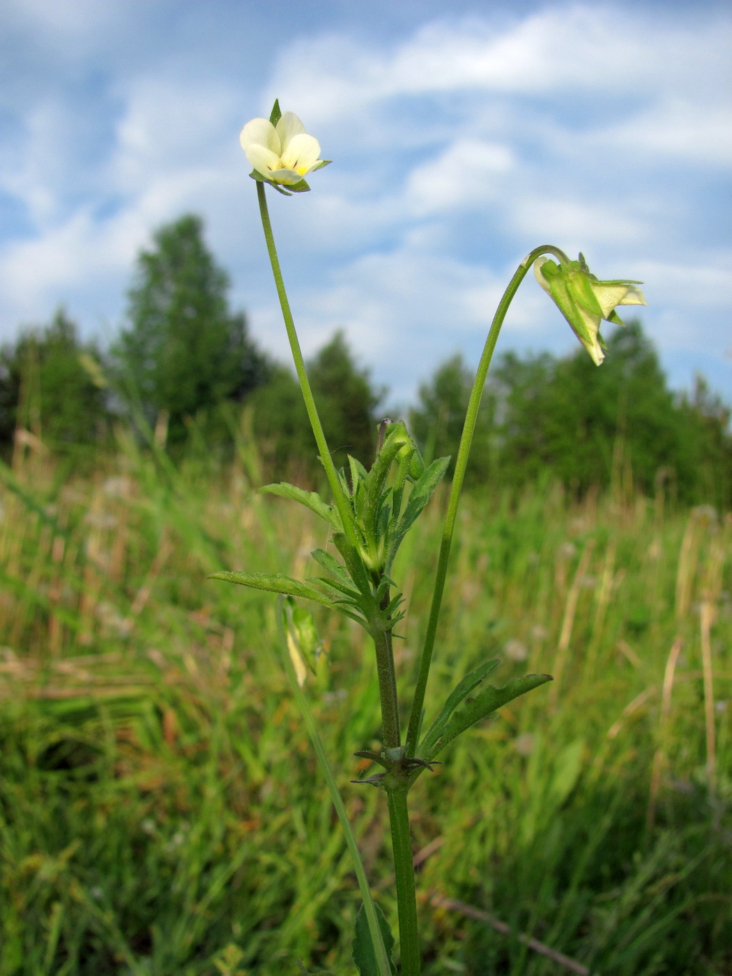 Изображение особи Viola arvensis.