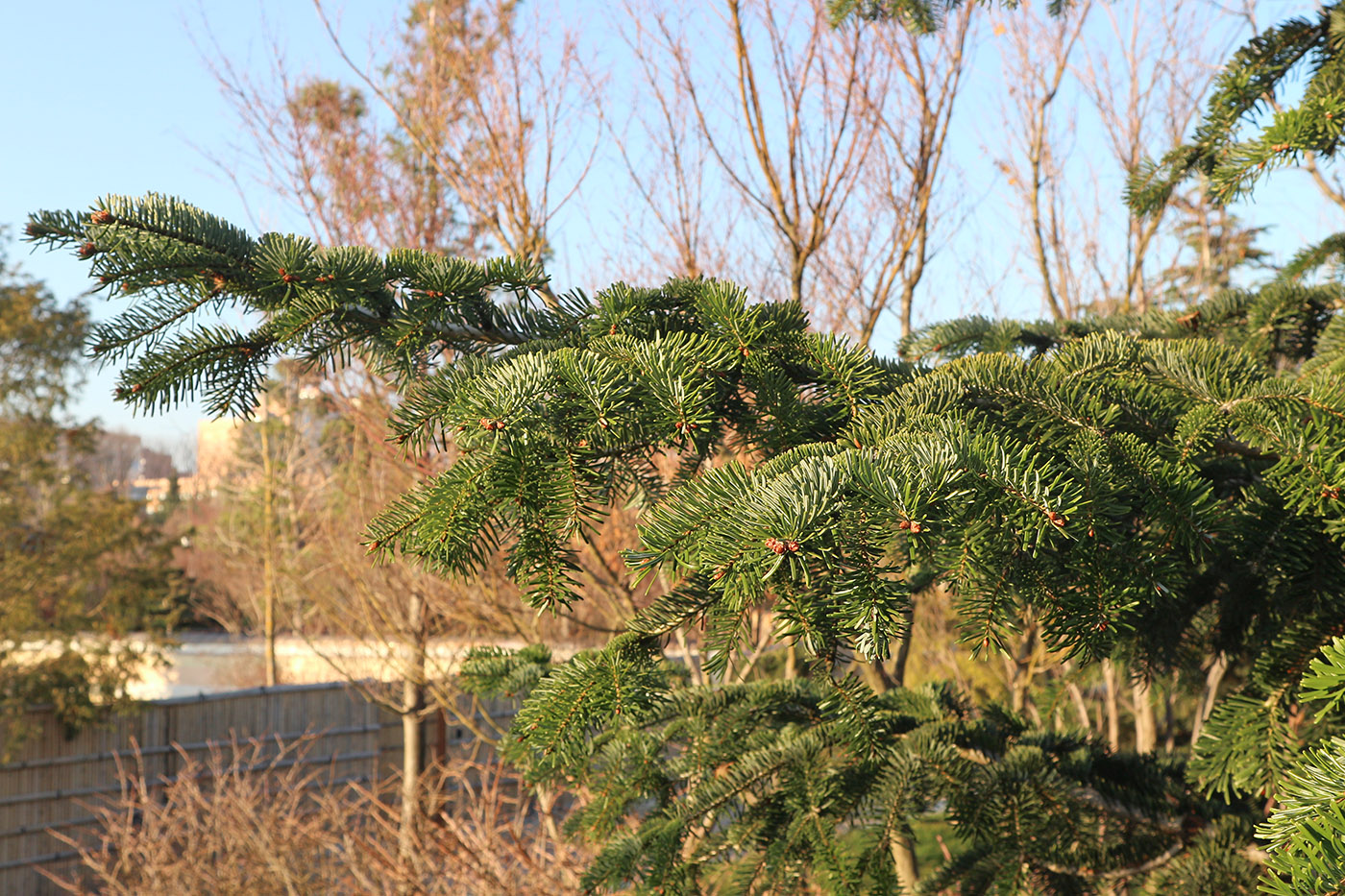 Изображение особи род Abies.