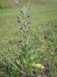 Cynoglossum officinale