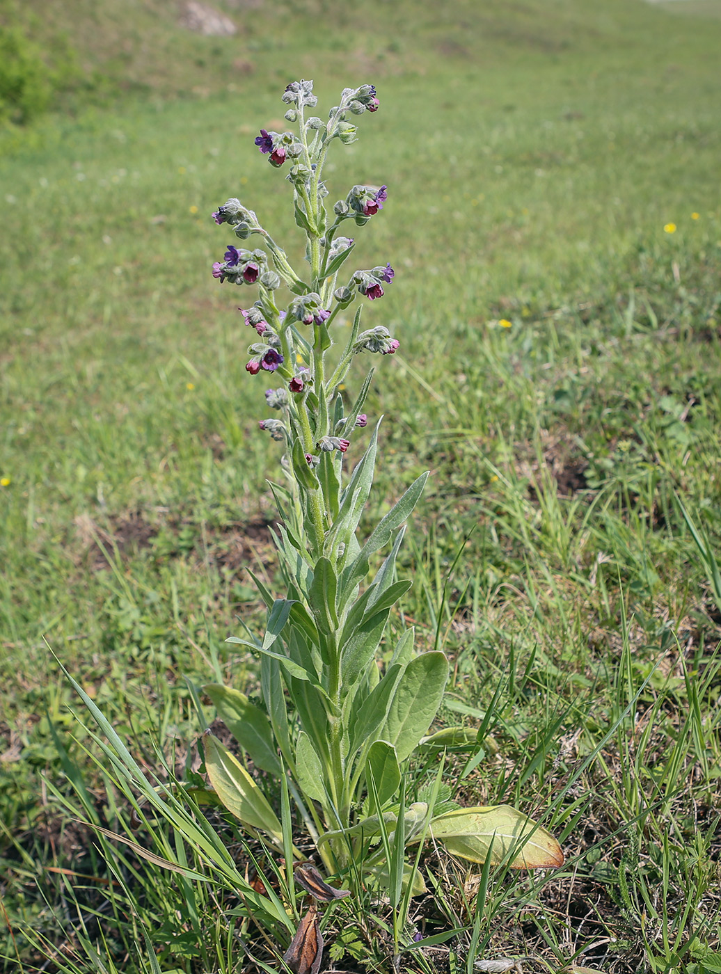 Изображение особи Cynoglossum officinale.