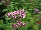 Spiraea japonica. Соцветие. Магаданская обл., Ольский р-н, пгт Ола, декоративное озеленение улицы. 05.08.2023.