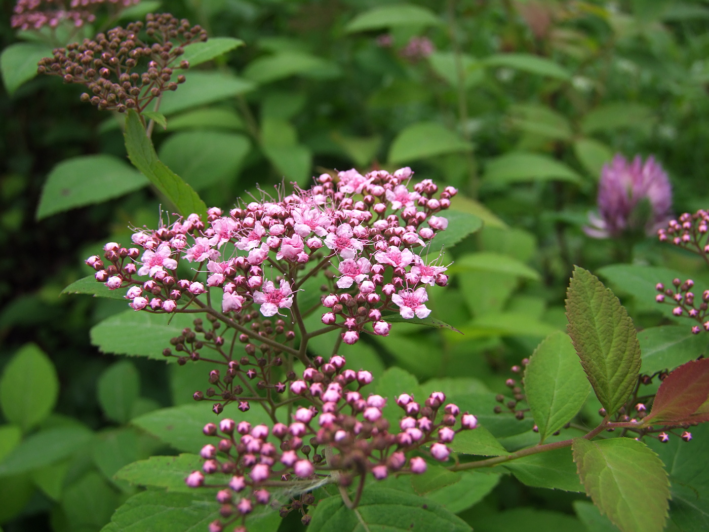 Изображение особи Spiraea japonica.