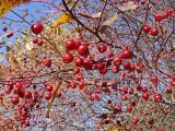 Malus baccata