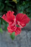 Hibiscus rosa-sinensis. Цветок ('Bloody Mary'). Израиль, г. Бат-Ям, в культуре. 07.11.2023.