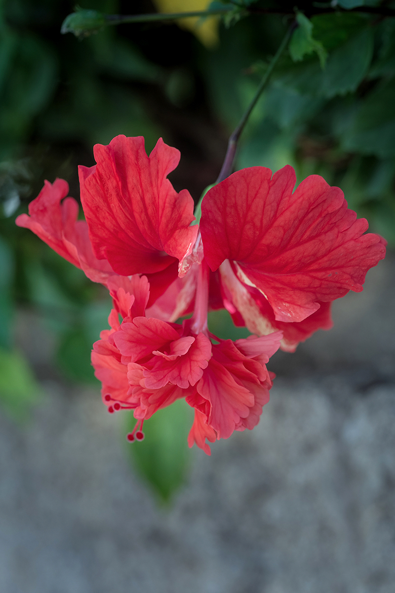 Image of Hibiscus rosa-sinensis specimen.