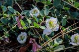 Capparis herbacea