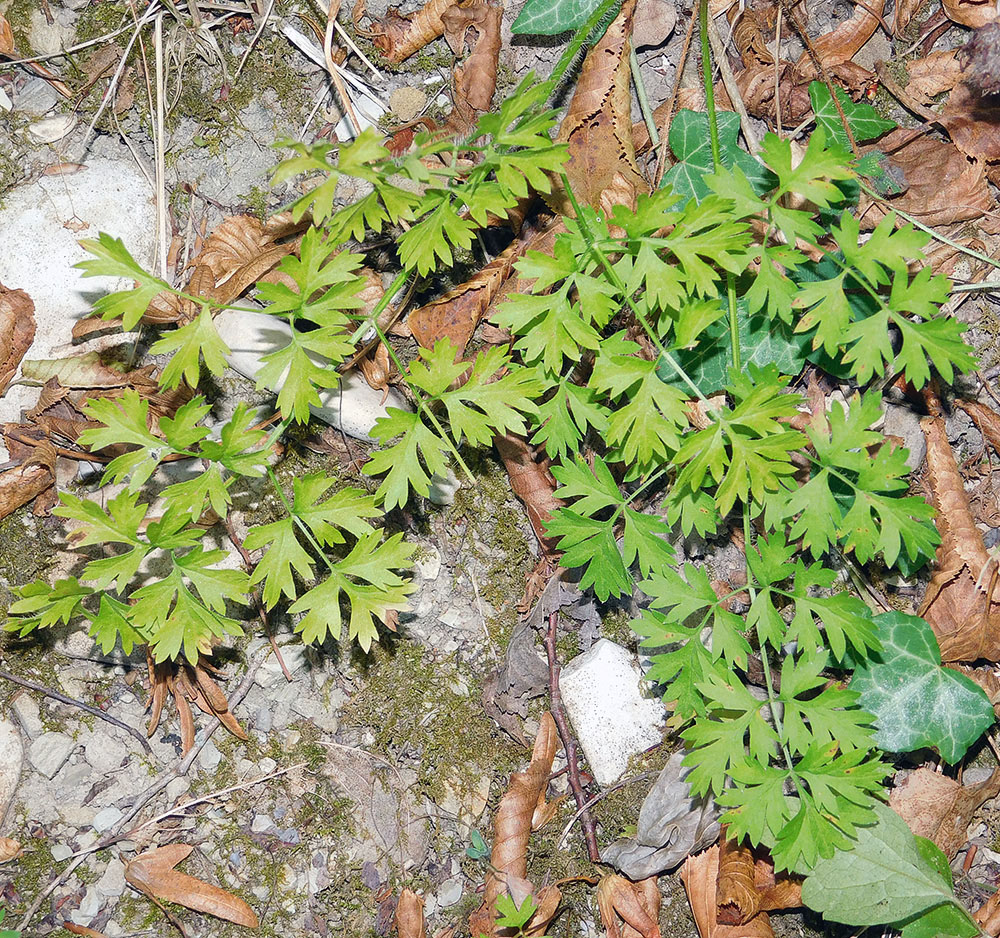 Image of Laserpitium hispidum specimen.