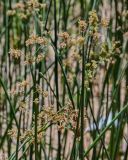 genus Cyperus