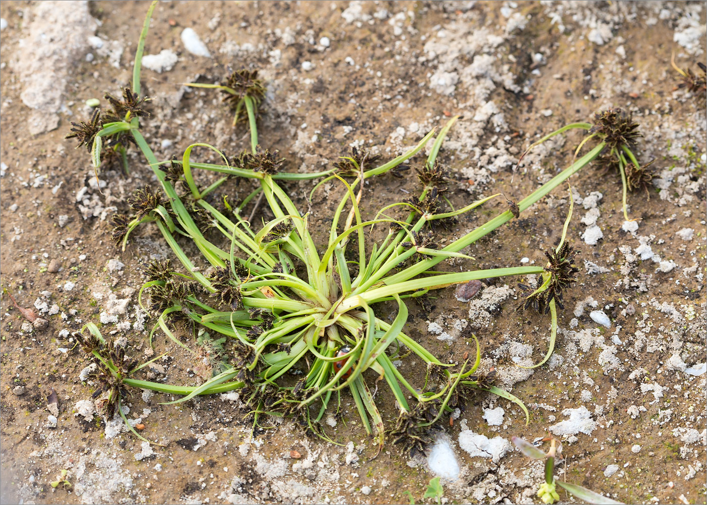 Изображение особи Cyperus fuscus.