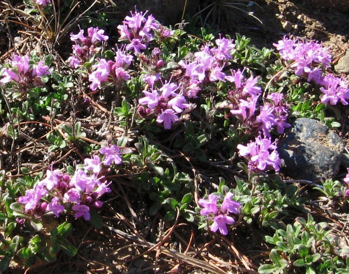 Image of Thymus paucifolius specimen.