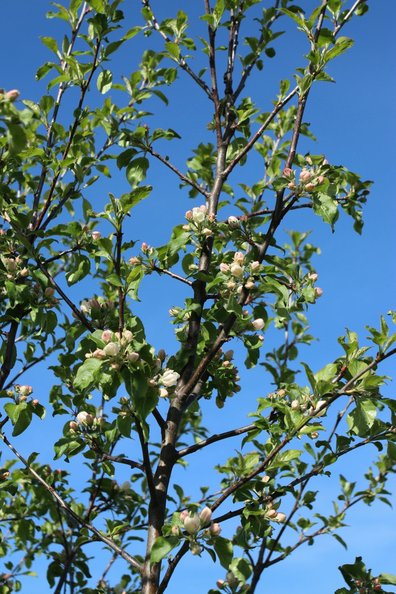 Изображение особи Malus domestica.