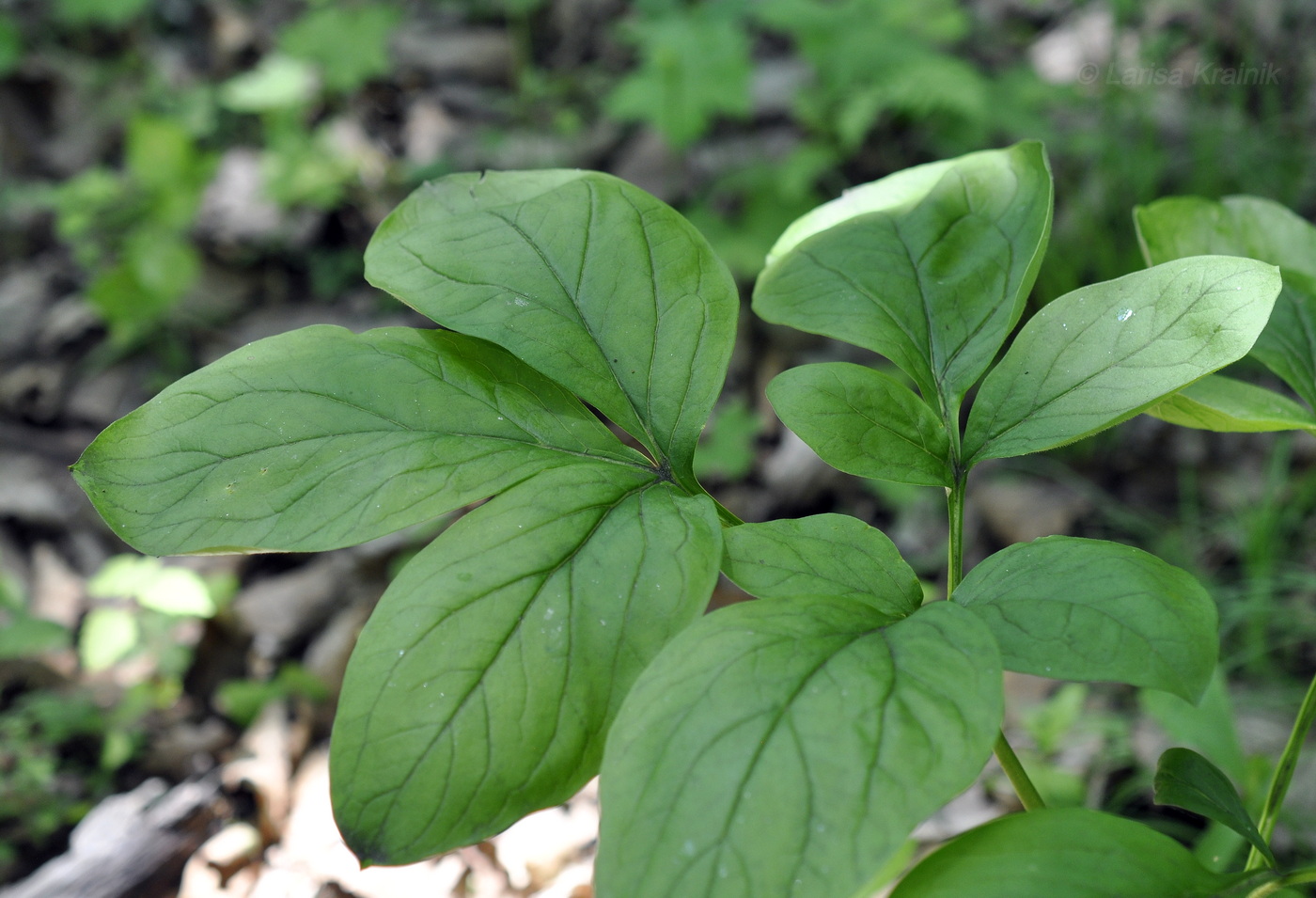 Изображение особи Paeonia obovata.