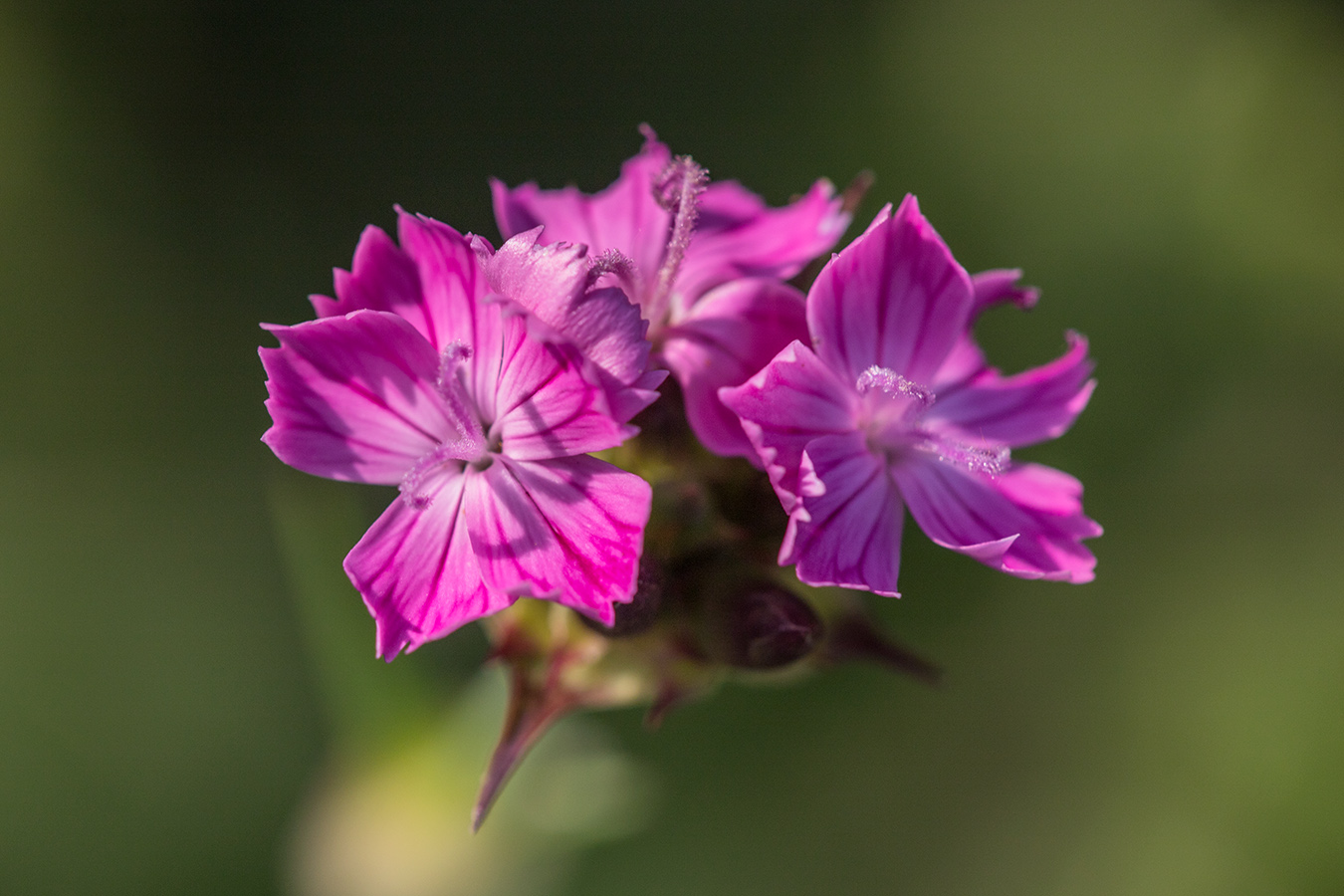 Image of Dianthus andrzejowskianus specimen.