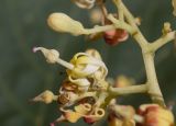 Firmiana simplex