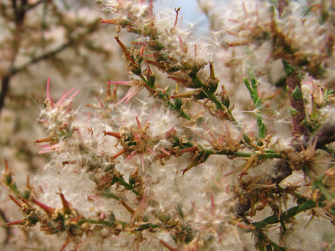 Image of Tamarix tetrandra specimen.