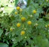 Matricaria discoidea. Верхушка побега с соцветиями. Чувашия, г. Шумерля. 17 июня 2005 г.